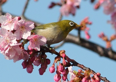 ウグイス、ホウジロ、メジロ用かご こねる