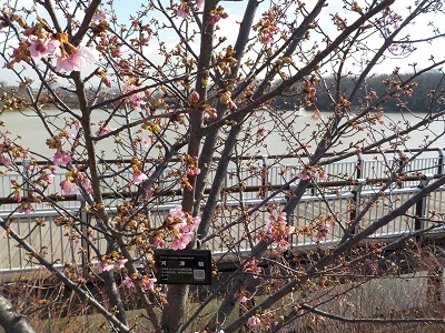 2016.02.17 河津桜ブログ用.jpg