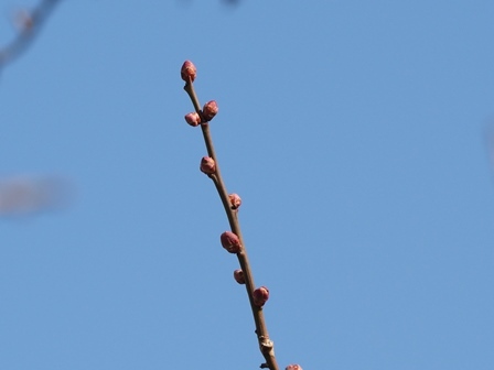 20190202 (7).JPG
