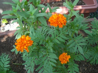 CIMG2944.JPG