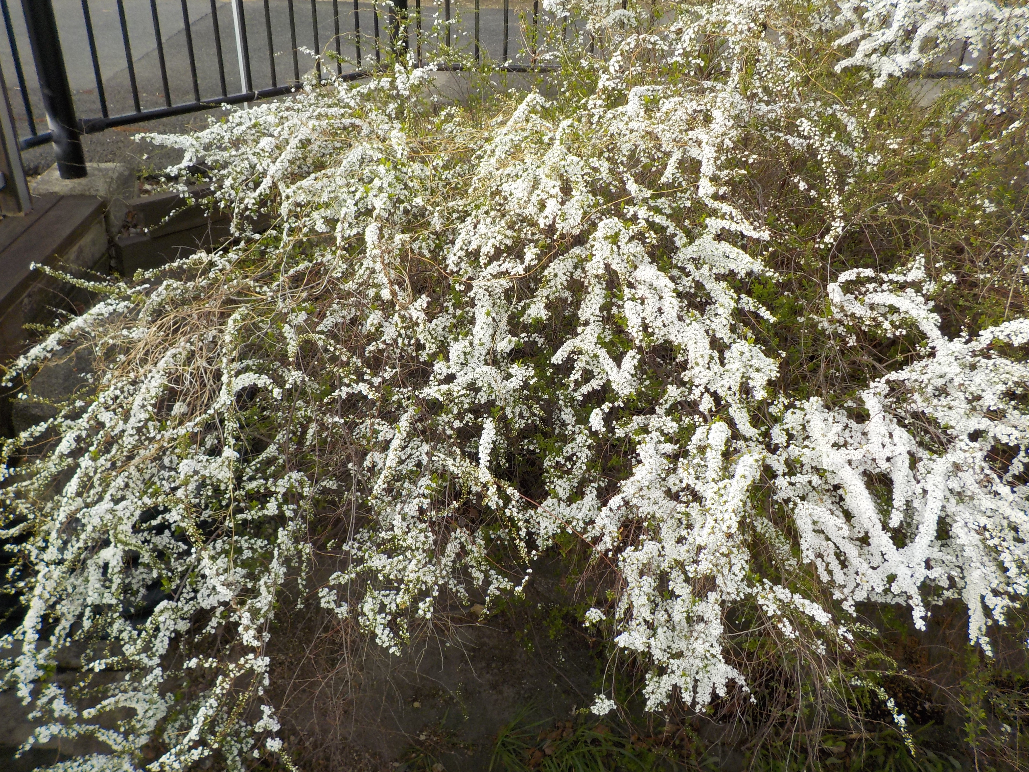DSCN4183.JPG