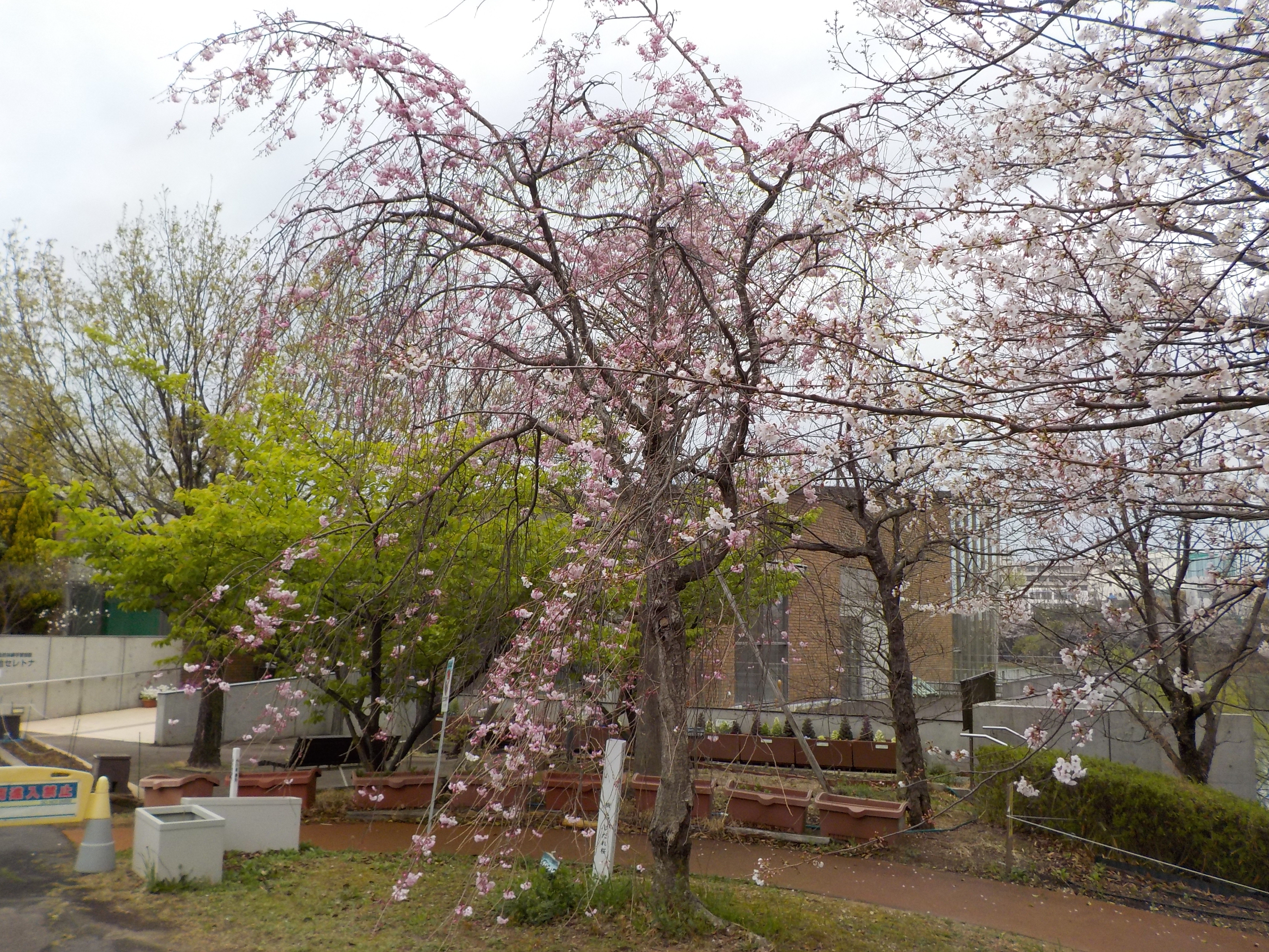 DSCN4298.JPG