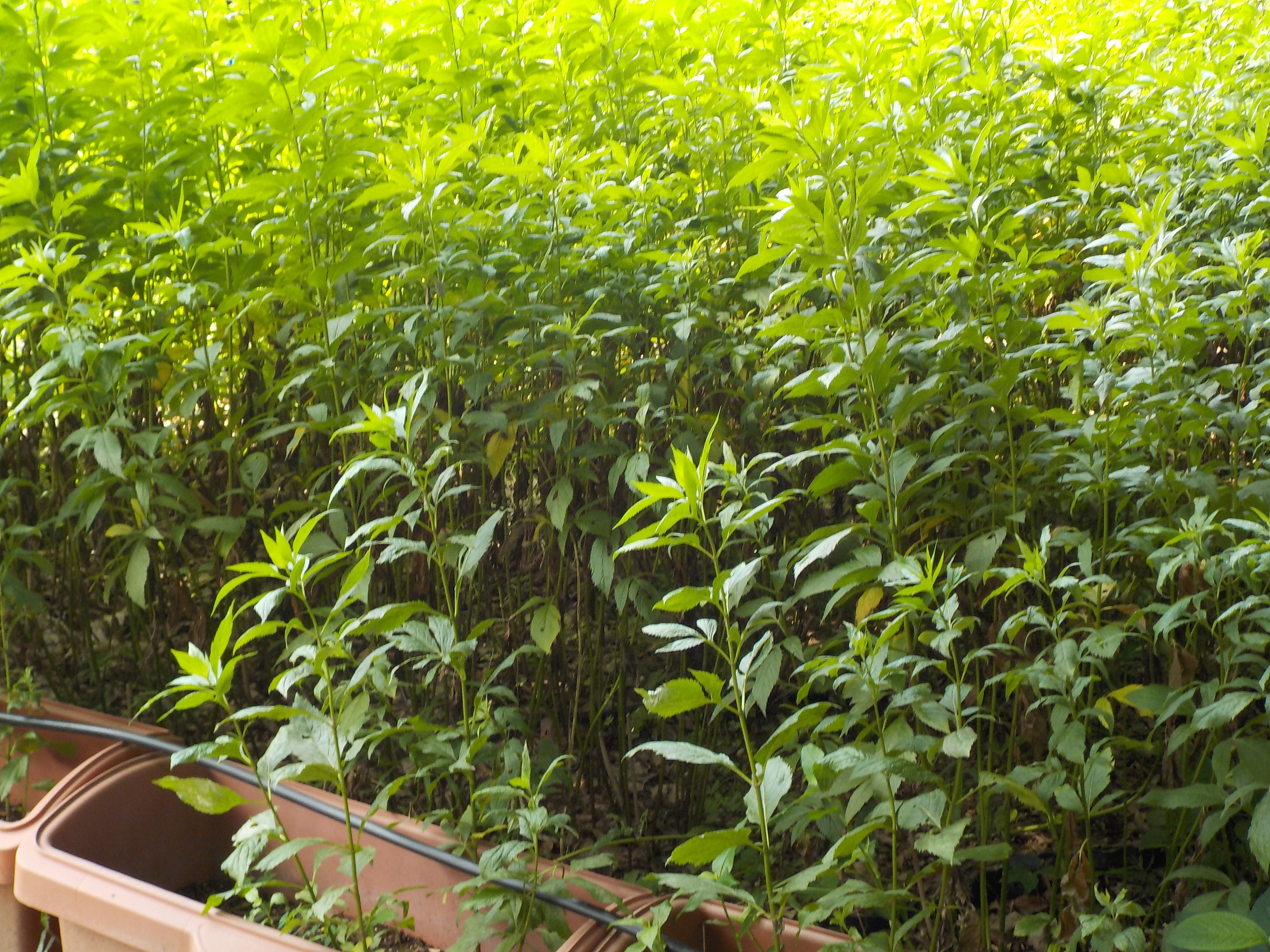 DSCN4830.JPG
