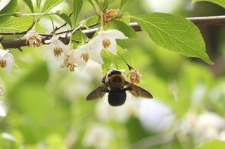 コピー 〜 IMG_5696.jpg