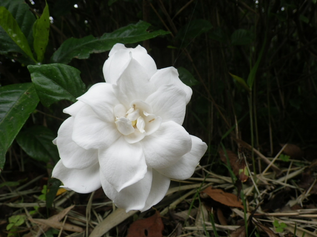 IMGP0863.JPG