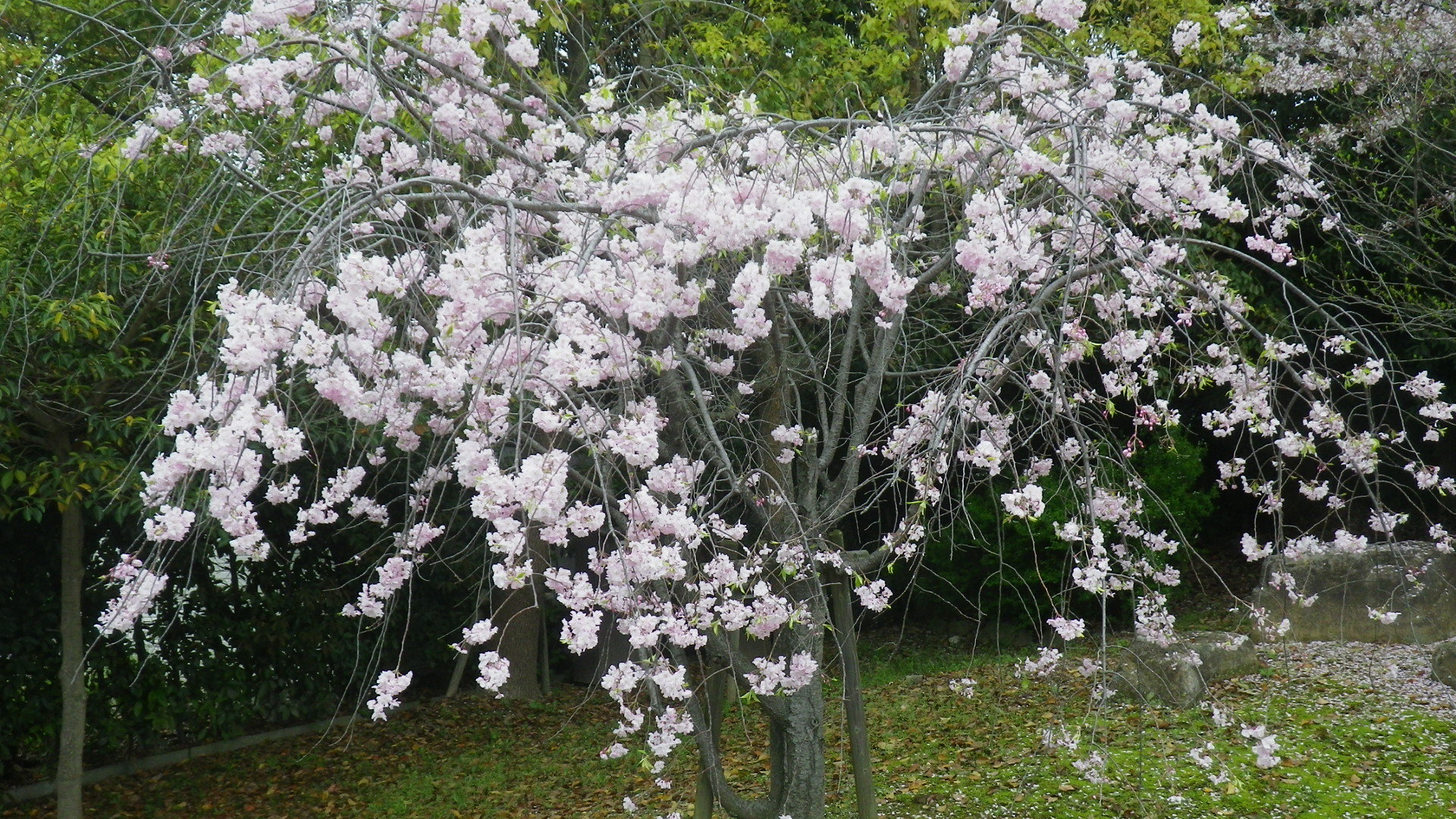 IMGP2699.JPG