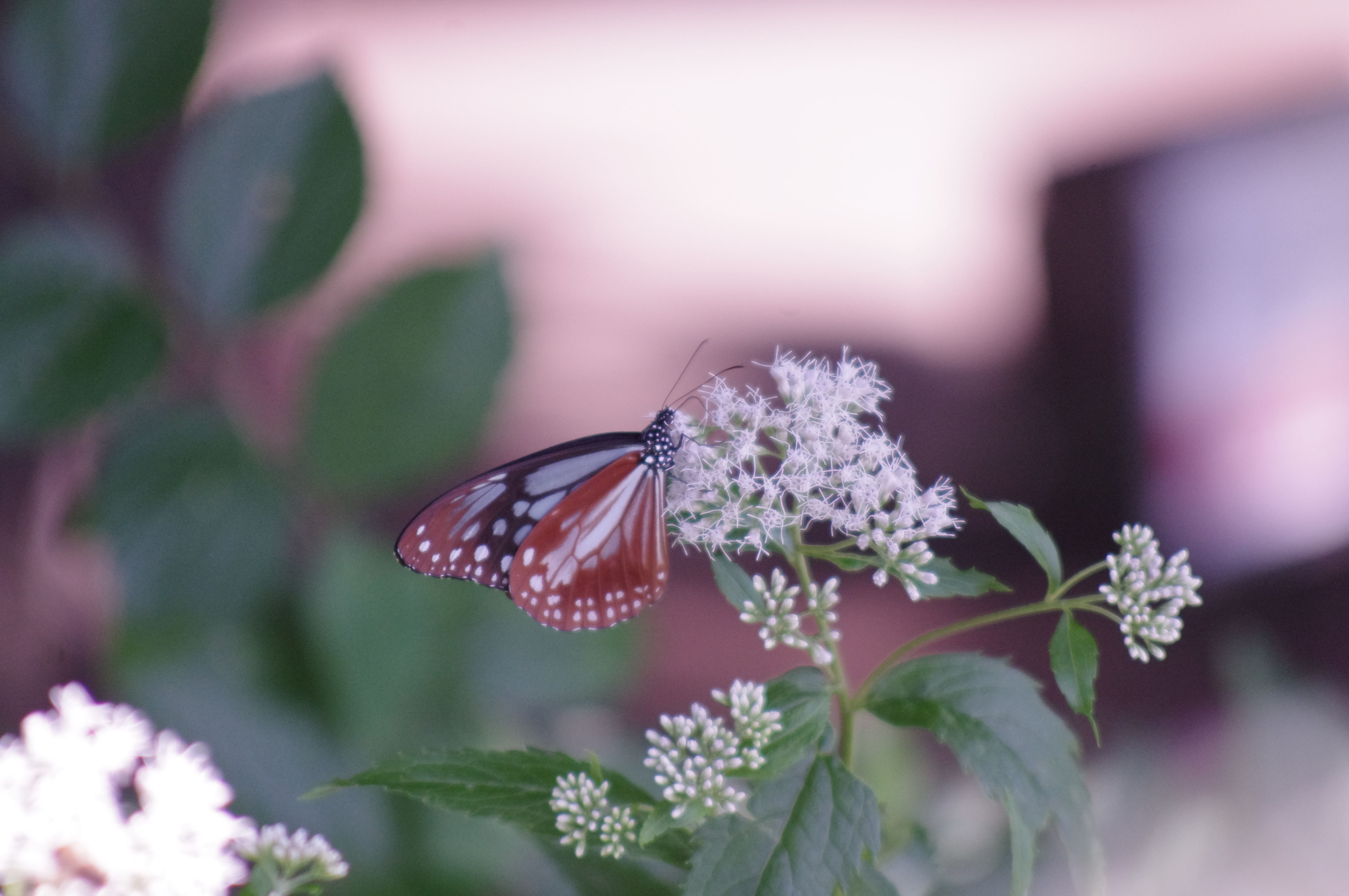 IMGP3125.JPG