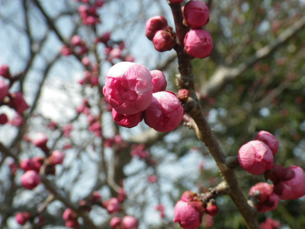 IMGP3918.JPG
