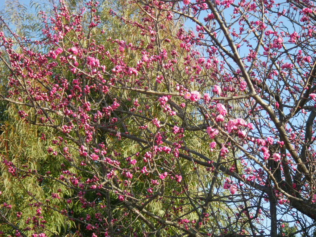IMGP3989.JPG