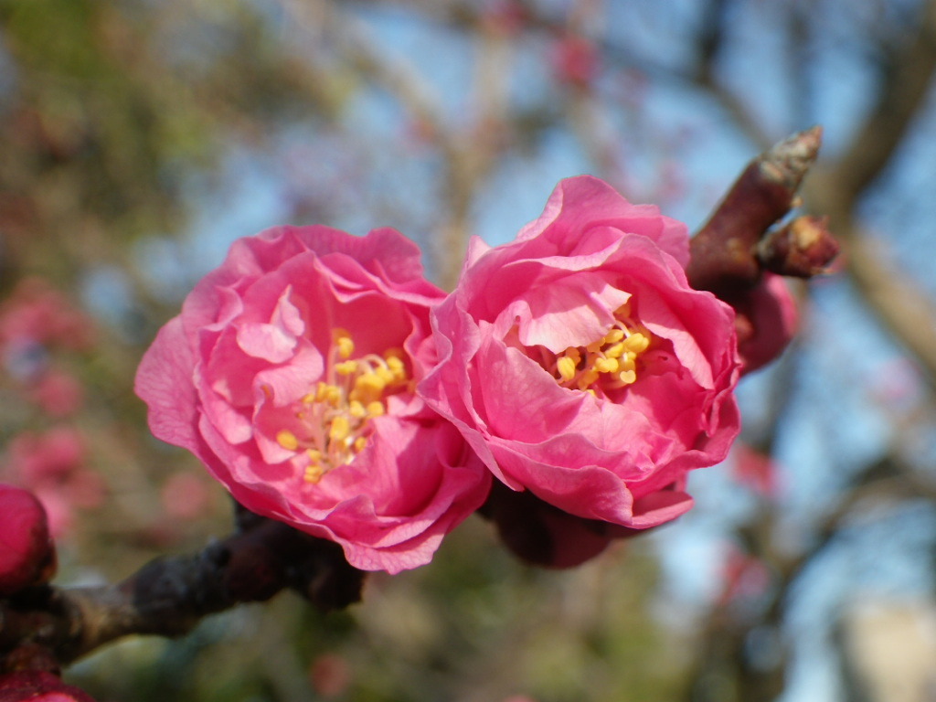 IMGP3993.JPG