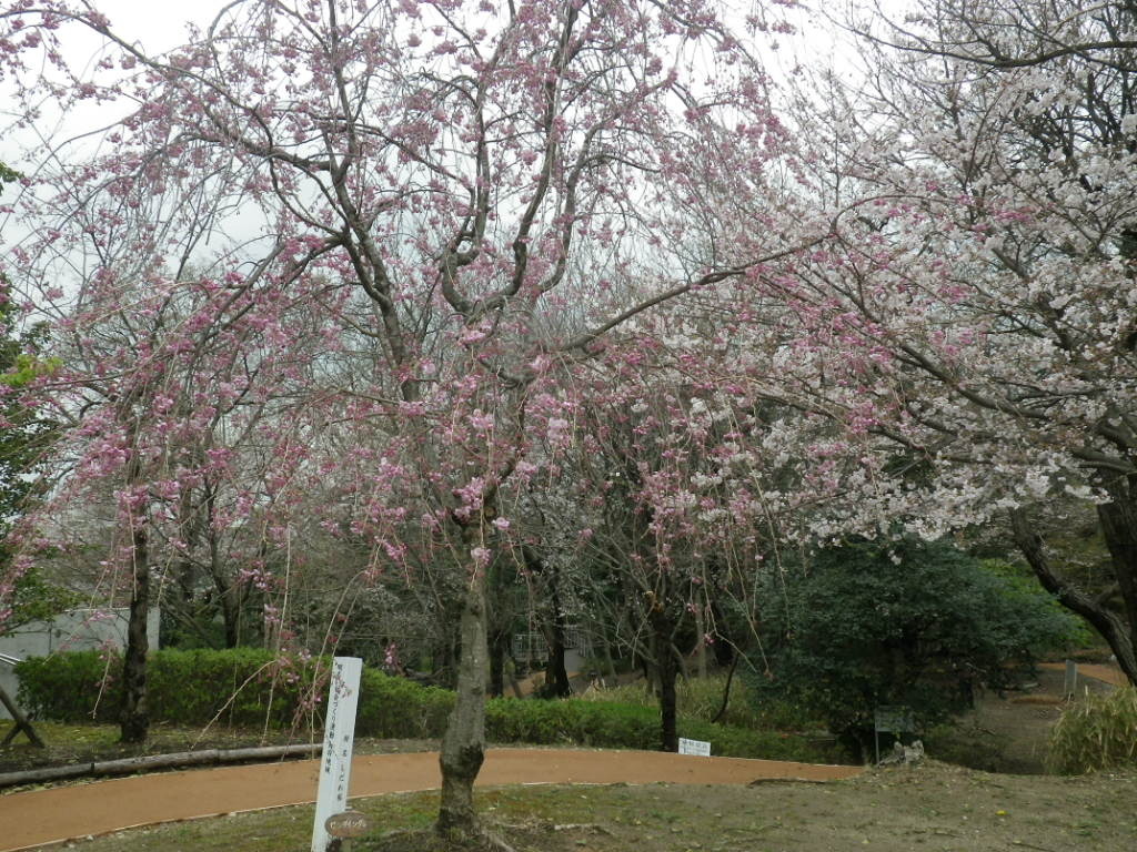 IMGP4501.JPG