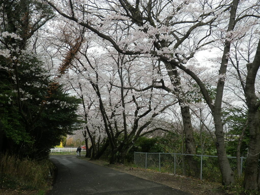 IMGP4503.JPG