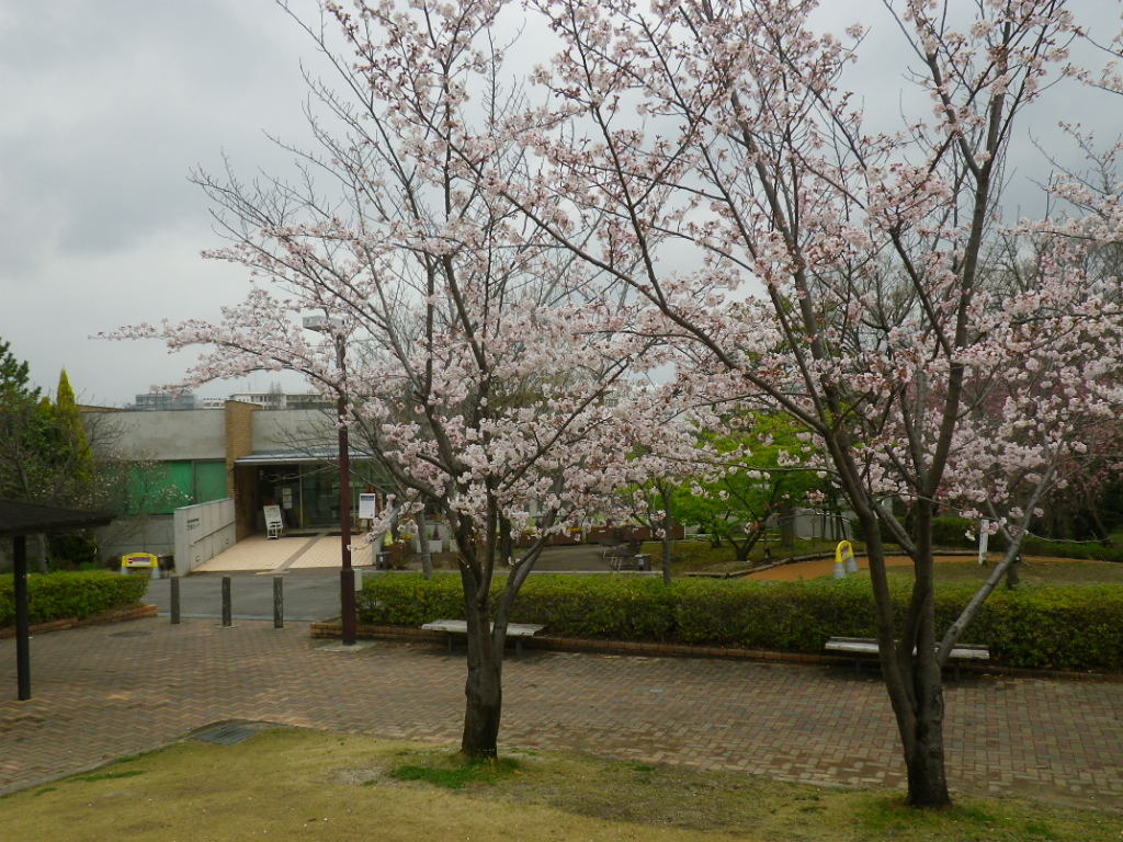 IMGP4504.JPG