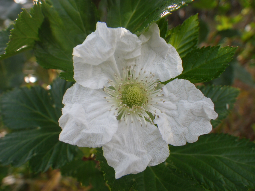 IMGP9531.JPG