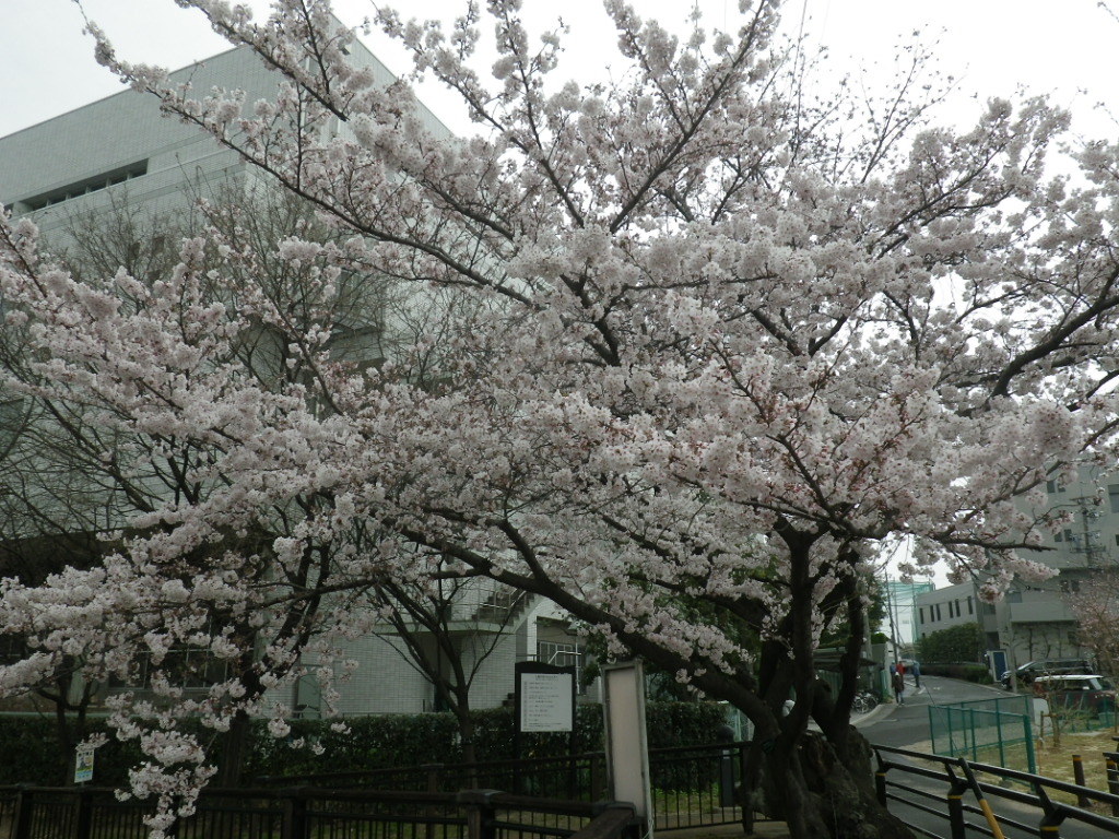 IMGP9586.JPG