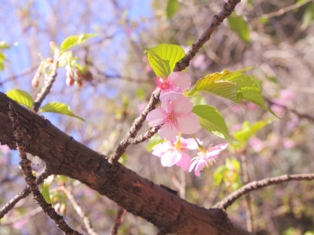 IMGP9683 1.jpg