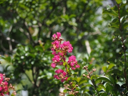 P7261460.JPG